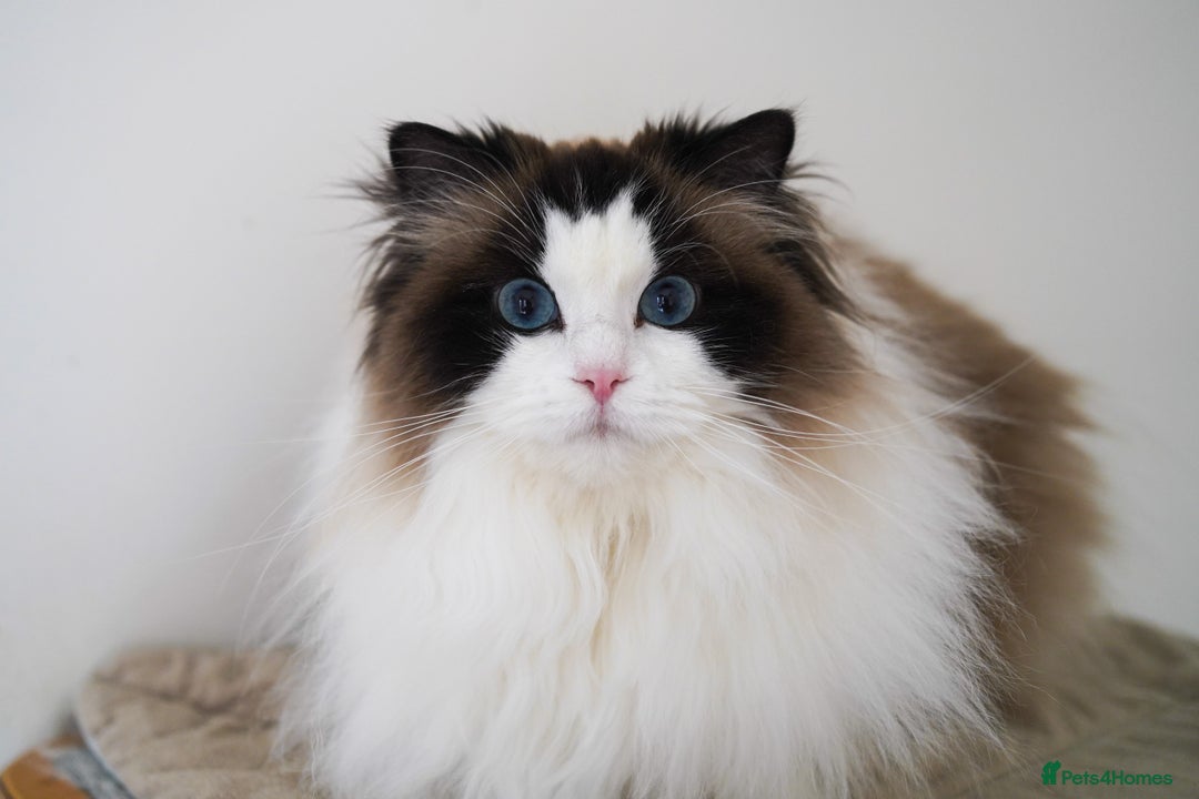 Ragdoll cats for sale: retired queens find new home - Image 3