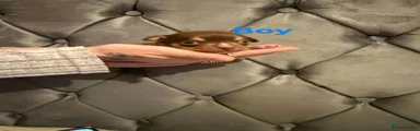Chihuahua 4