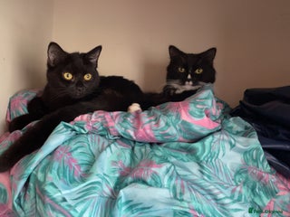 Mixed Breed cats - Advert 27