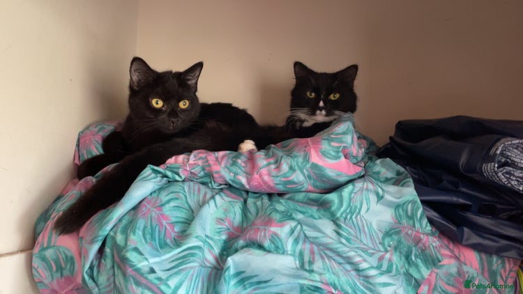 Mixed Breed cats - Advert 3