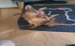 Abyssinian cats for sale: 5✨TICA Beautiful Abyssinian Kittens - Image 13
