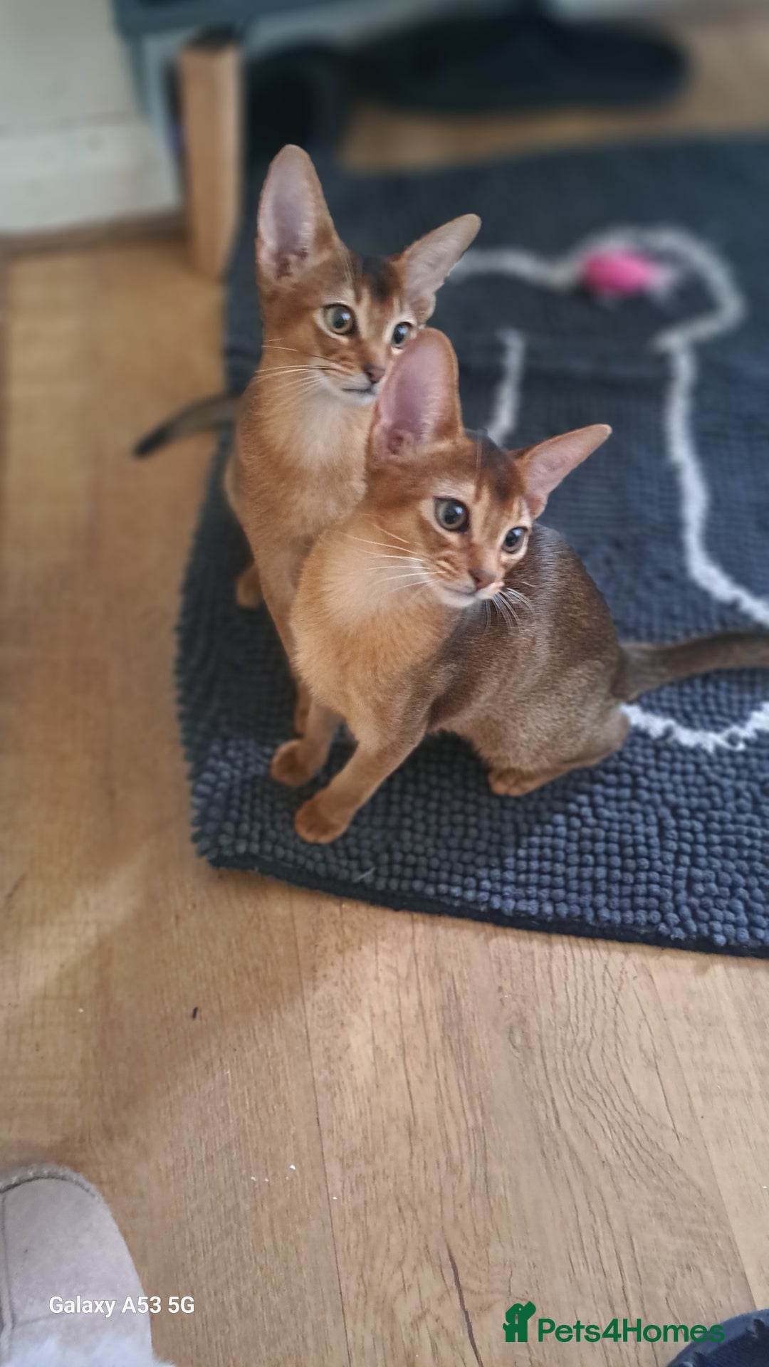 Abyssinian cats for sale: 5✨TICA Beautiful Abyssinian Kittens - Image 13