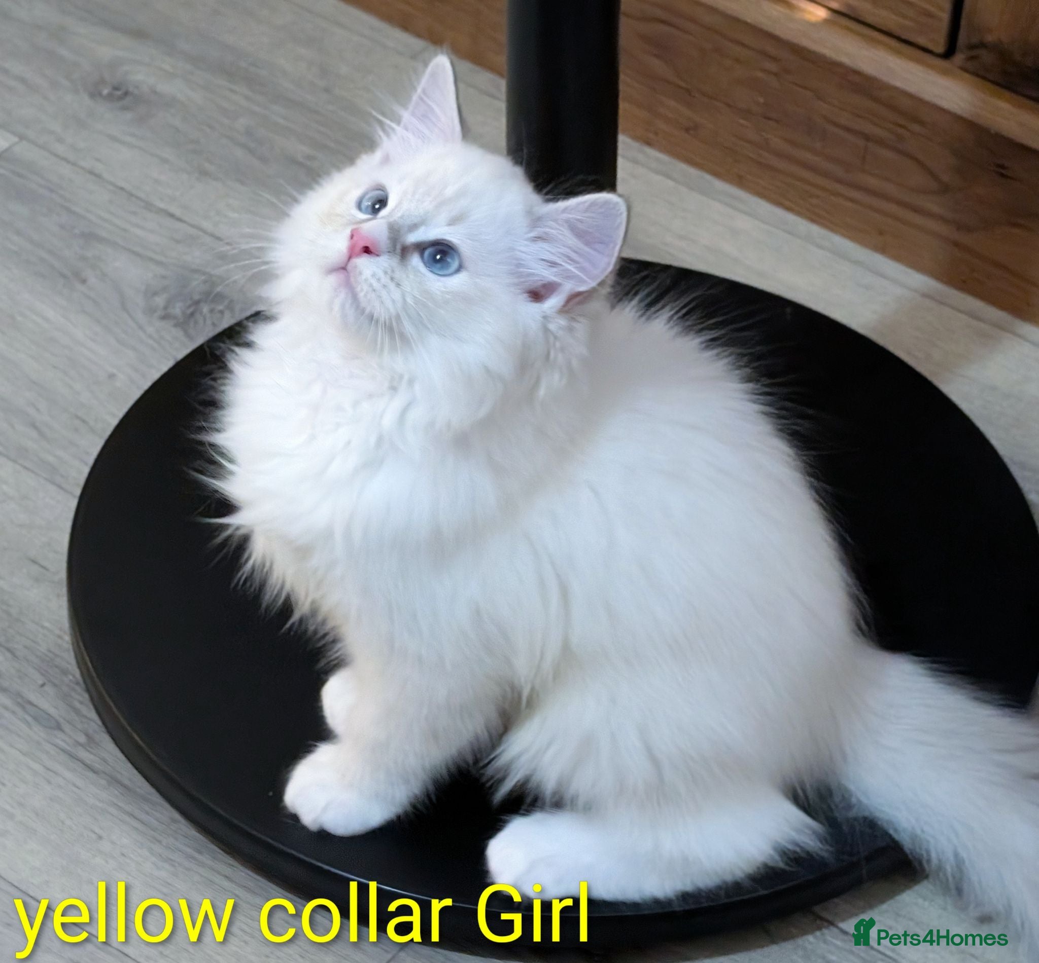 Ragdoll cats Grand champion lines TICA Ragdoll kittens  - Advert 6
