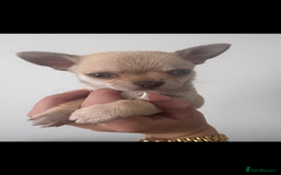 Chihuahua dogs for sale: Chihuahua boy - Image 4