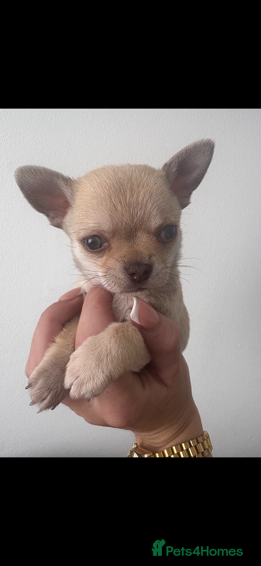 Chihuahua dogs for sale: Chihuahua boy - Image 4