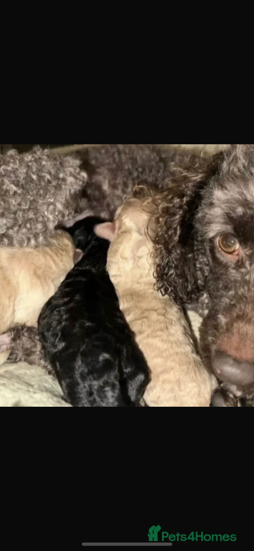 Miniature Poodle dogs for sale: Gorgeous mini poodle puppy  - Advert 3