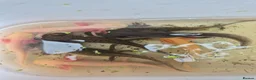 Other/Mixed Breed fish for sale: Axolotl - Advert 4