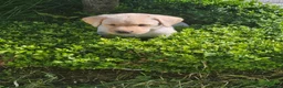 Labrador Retriever dogs for sale: Labrador Pups KC Reg Health Tested - Advert 12