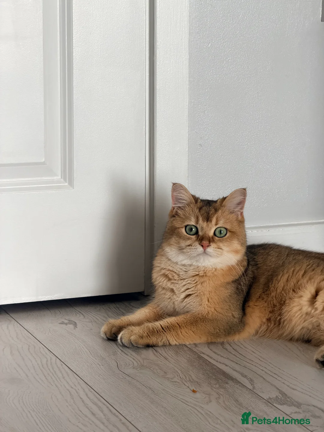 British Shorthair cats for sale: British short hair  - Advert 2