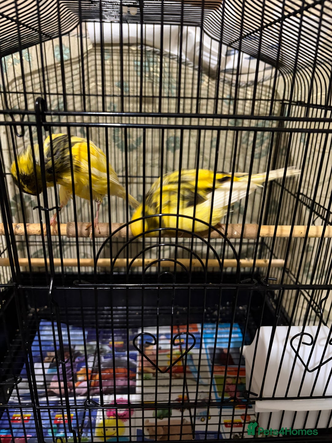 Canaries birds for sale: Border buff pair canaries  - Advert 10