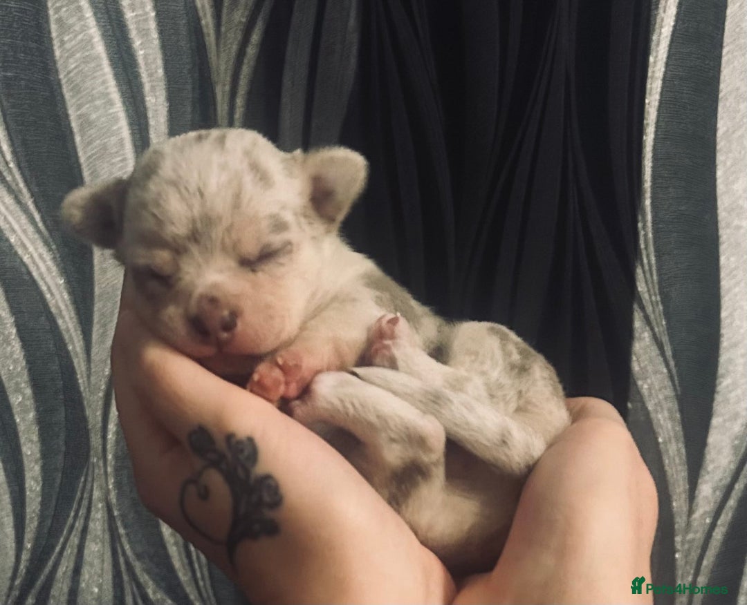 Chihuahua dogs for sale: Lilac Merle Chihuahua Puppy (Boy) - Advert 1