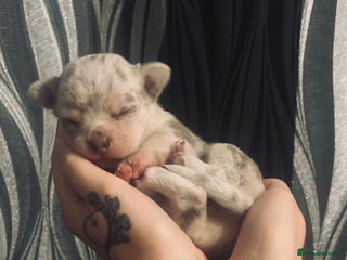 Chihuahua dogs Lilac Merle Chihuahua Puppy (Boy) - Advert 1