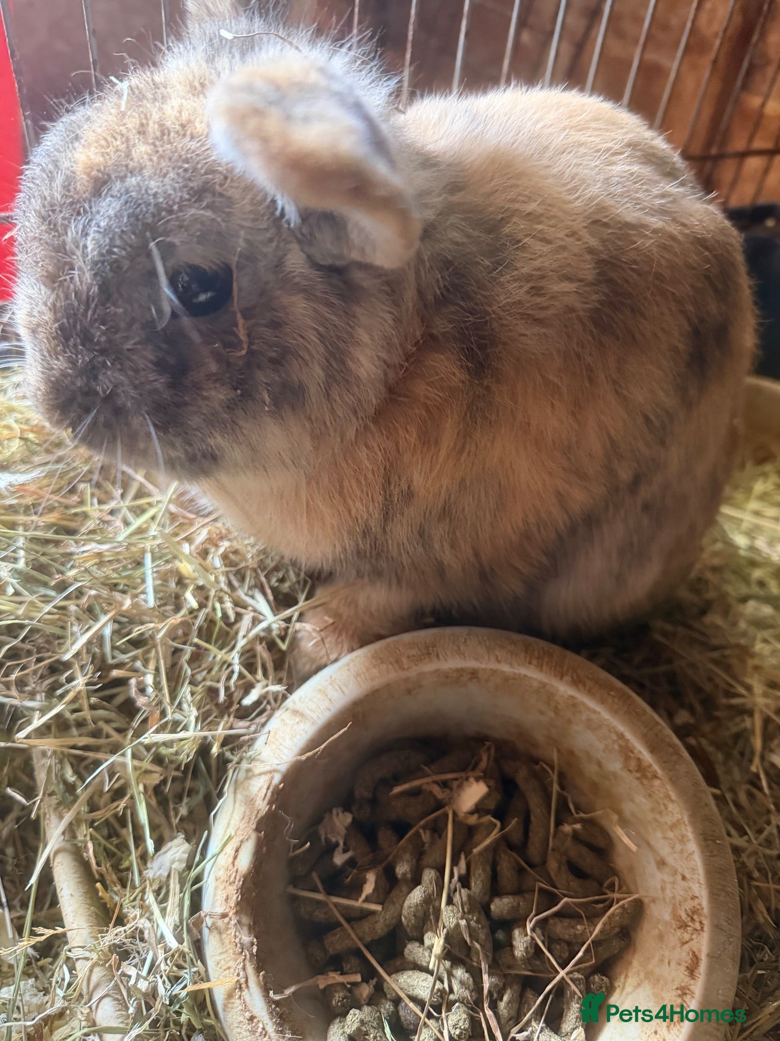 Mixed Breed rabbits A variety of ages of mixed rabbits - Advert 7