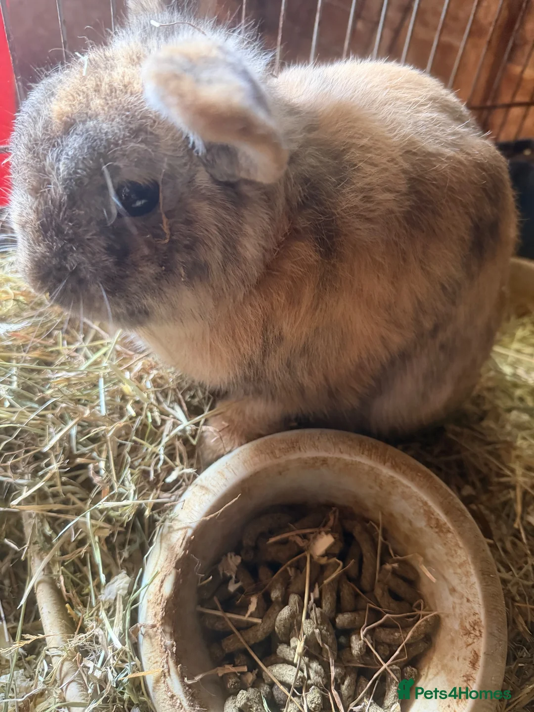 Mixed Breed rabbits for sale: A variety of ages of mixed rabbits - Advert 1