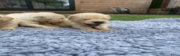Golden Retriever dogs for sale: 🤍Cream / Platinum Golden Retriever Pups 🤍 - Advert 11