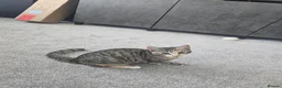 European cats for sale: Tabby girl ready to go in London - Advert 4
