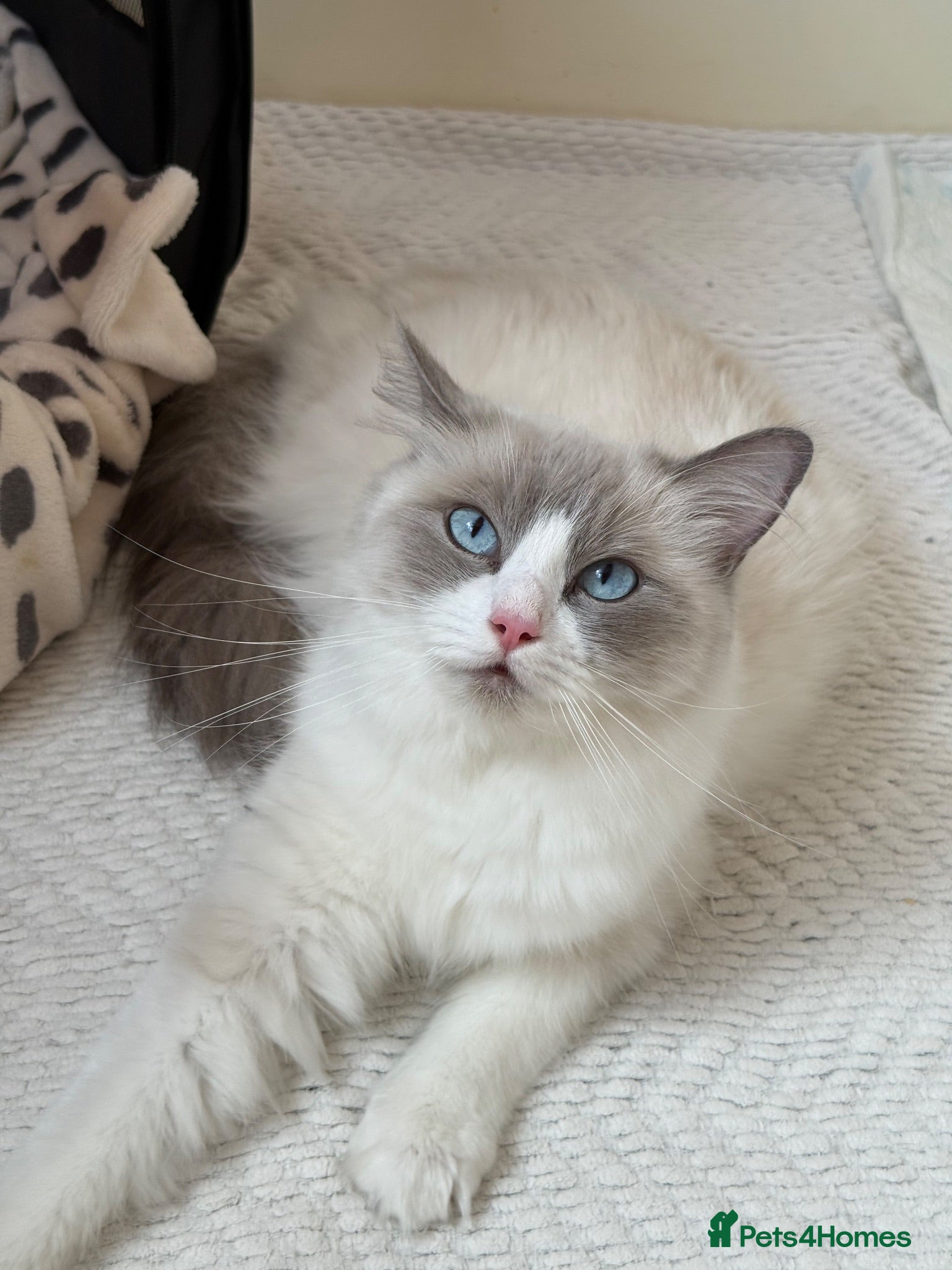 Ragdoll cats 🐾Beautiful GCCF/TICA Registered Ragdoll Kittens🐾 - Advert 2