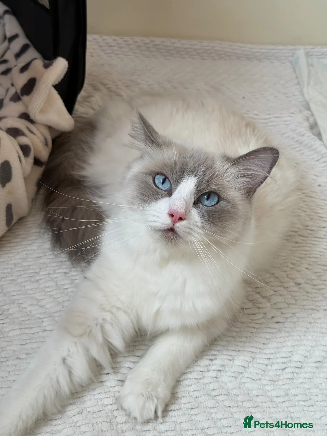 Ragdoll cats for sale: 🐾Beautiful GCCF/TICA Registered Ragdoll Kittens🐾 in Glasgow - Advert 1