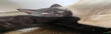 Half Ragdoll 1 