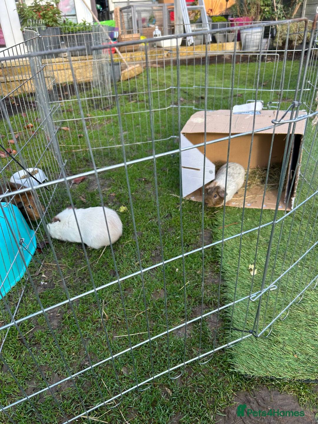 Guinea Pig rodents for sale: bonded male guinea pigs 8months  - Advert 3