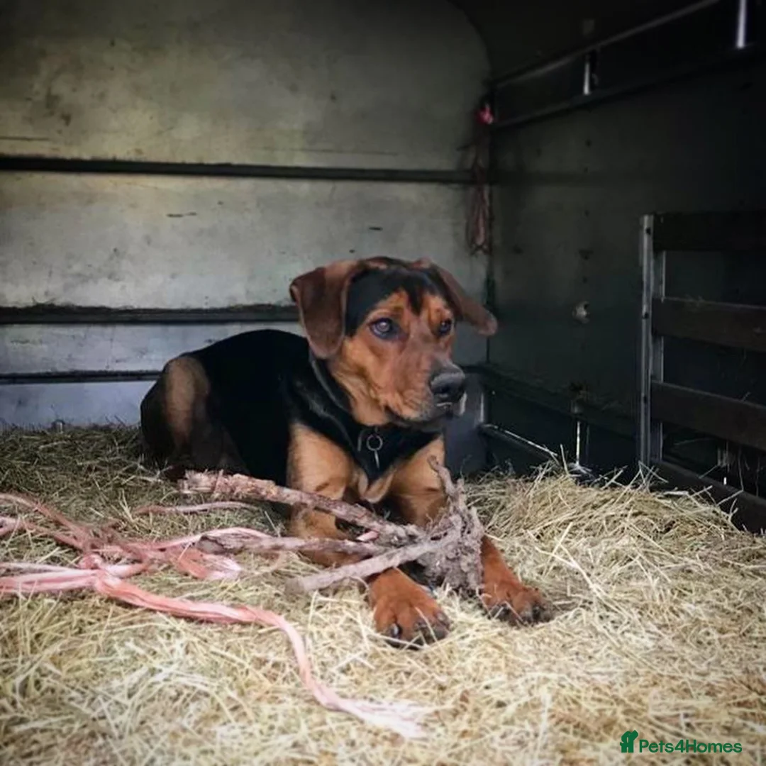 Mixed Breed dogs for sale: Whippet x Bedlington x Huntaway - Advert 6