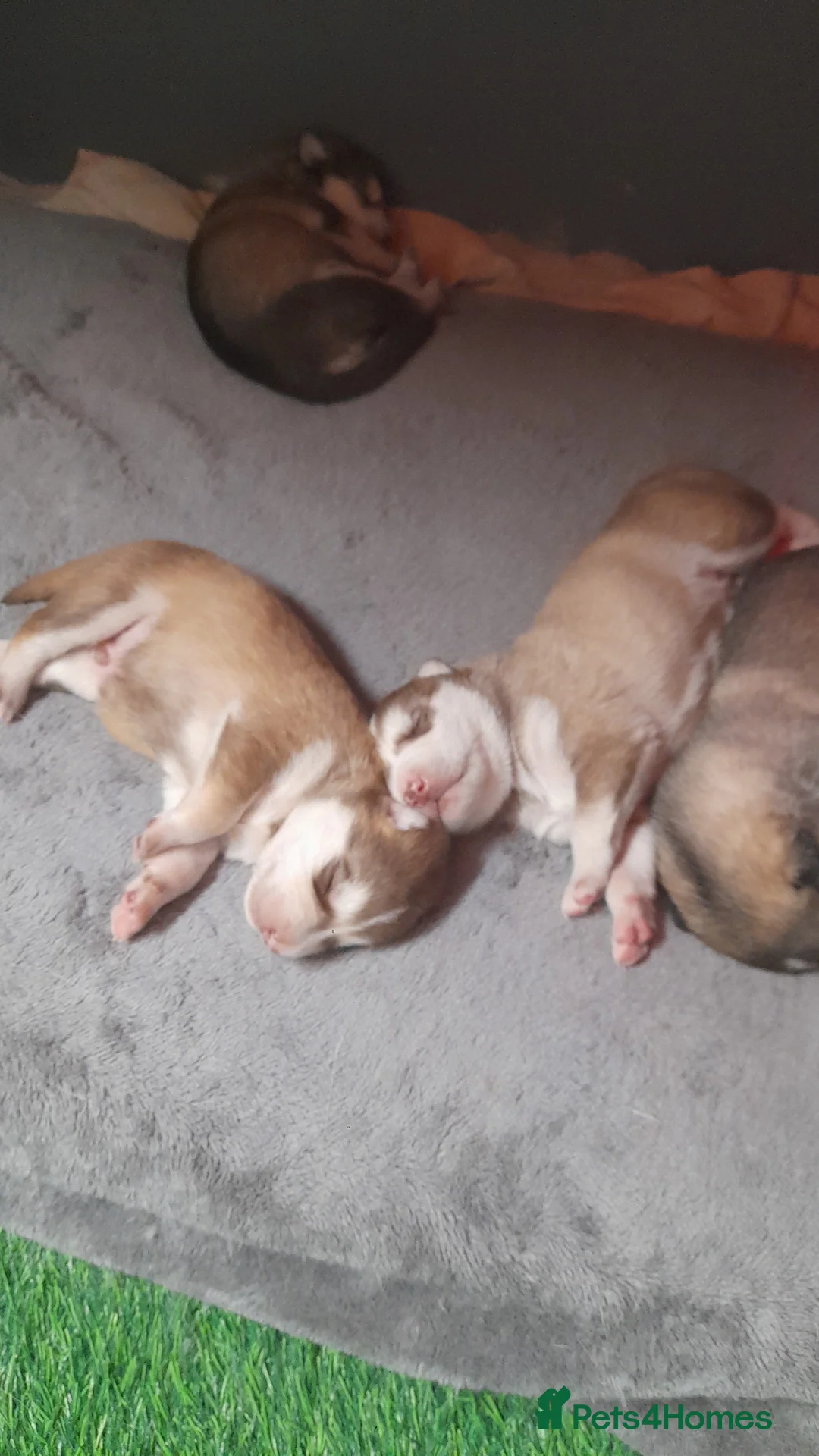 Alaskan Malamute dogs for sale: Alaskan Malamute  - Advert 2