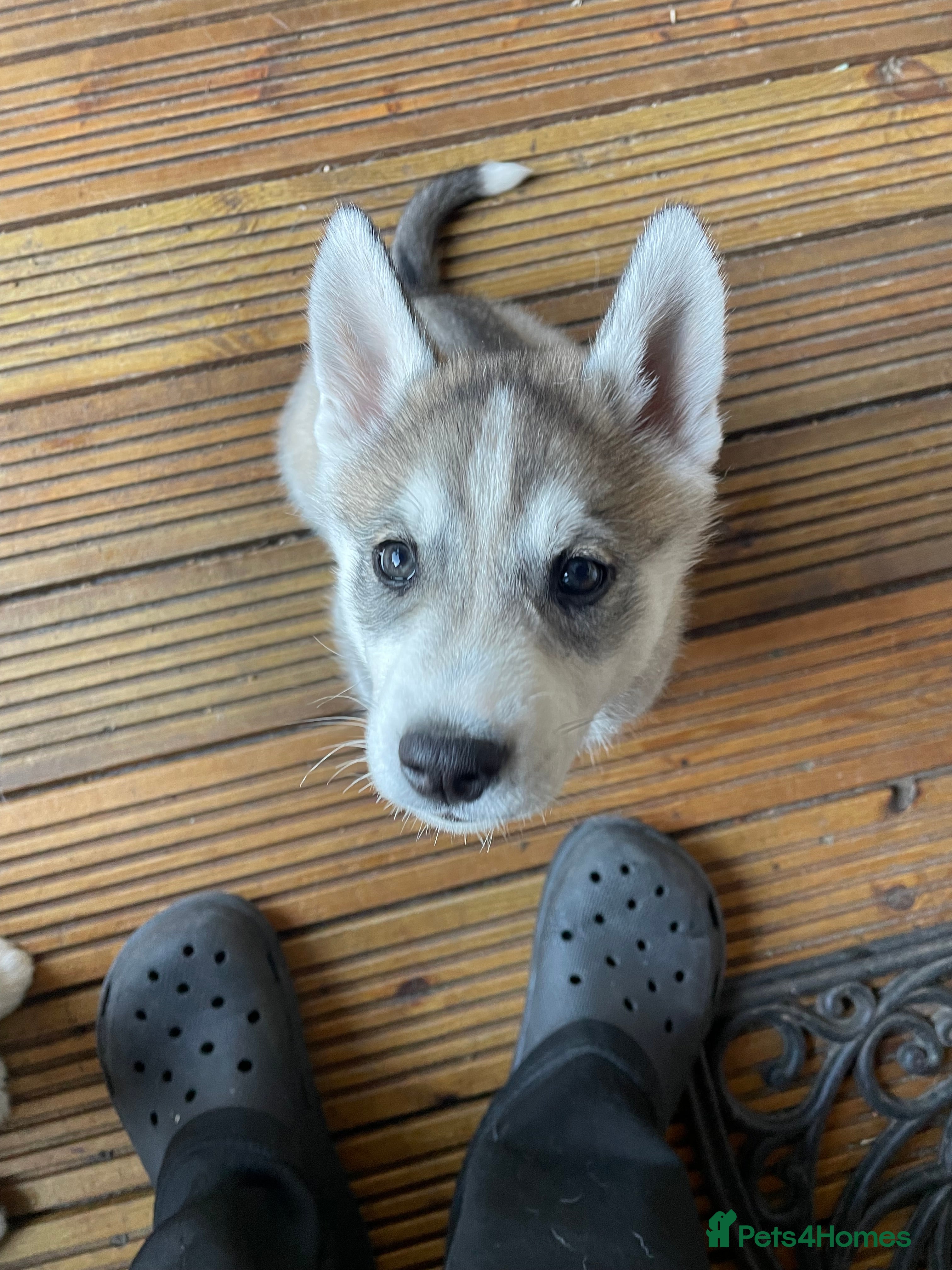 Siberian Husky dogs *ONLY 4 LEFT *Siberian Husky Puppy !  - Advert 2