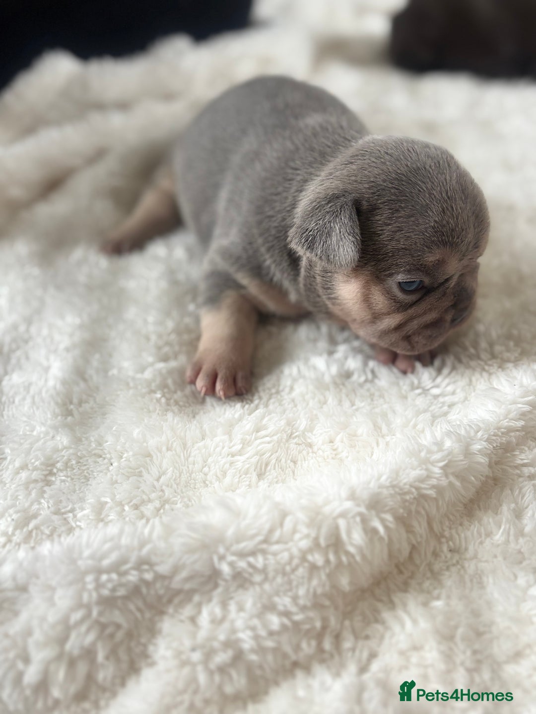 French Bulldog dogs for sale: Stunning Litter of French Bulldogs  - Image 1
