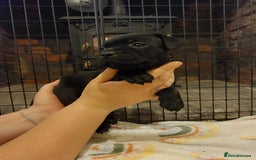 Staffordshire Bull Terrier dogs for sale: *2 left* Stunning Chunky KC Staffy Pups - Image 3
