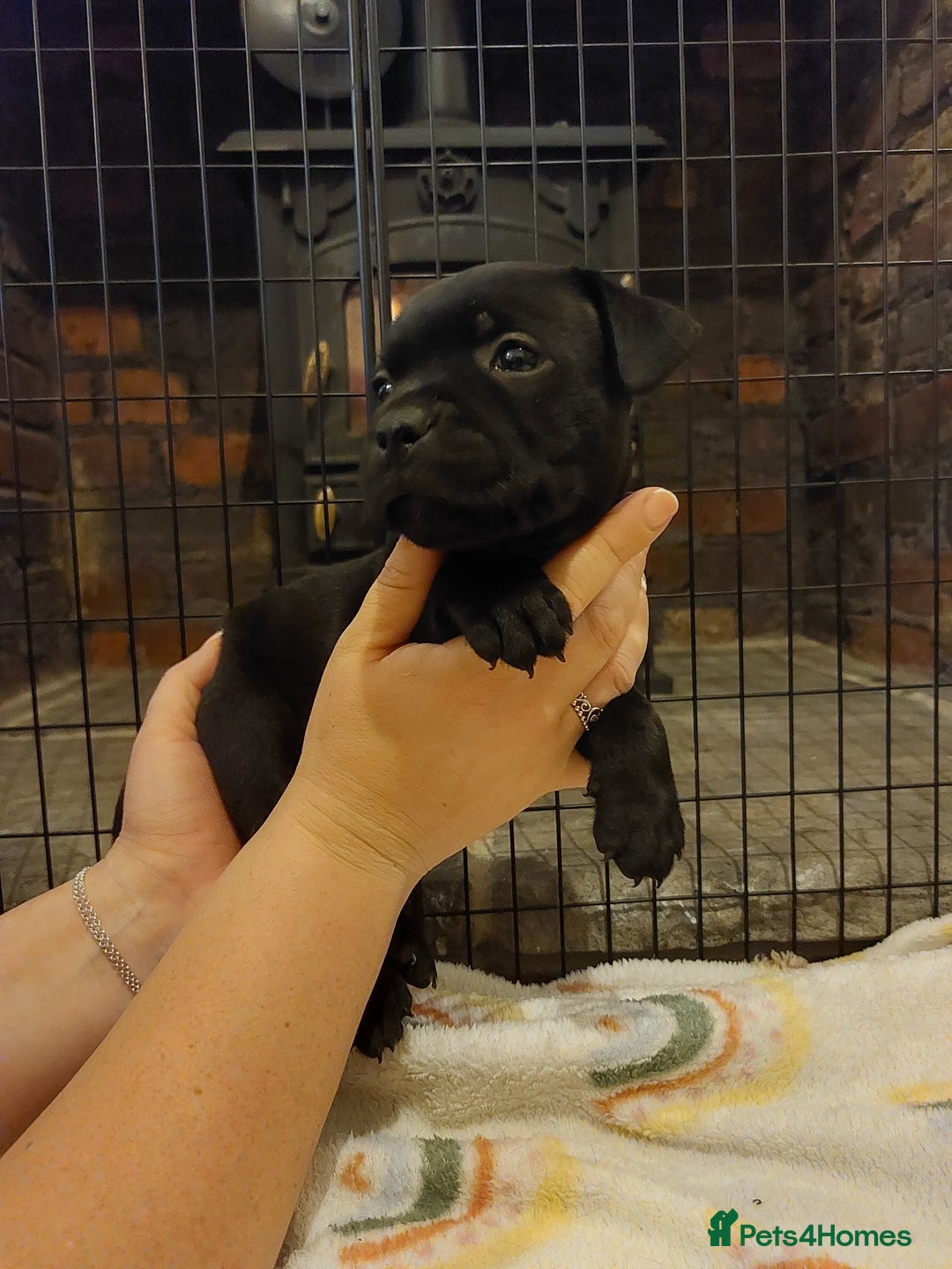 Staffordshire Bull Terrier dogs for sale: *2 left* Stunning Chunky KC Staffy Pups - Image 3