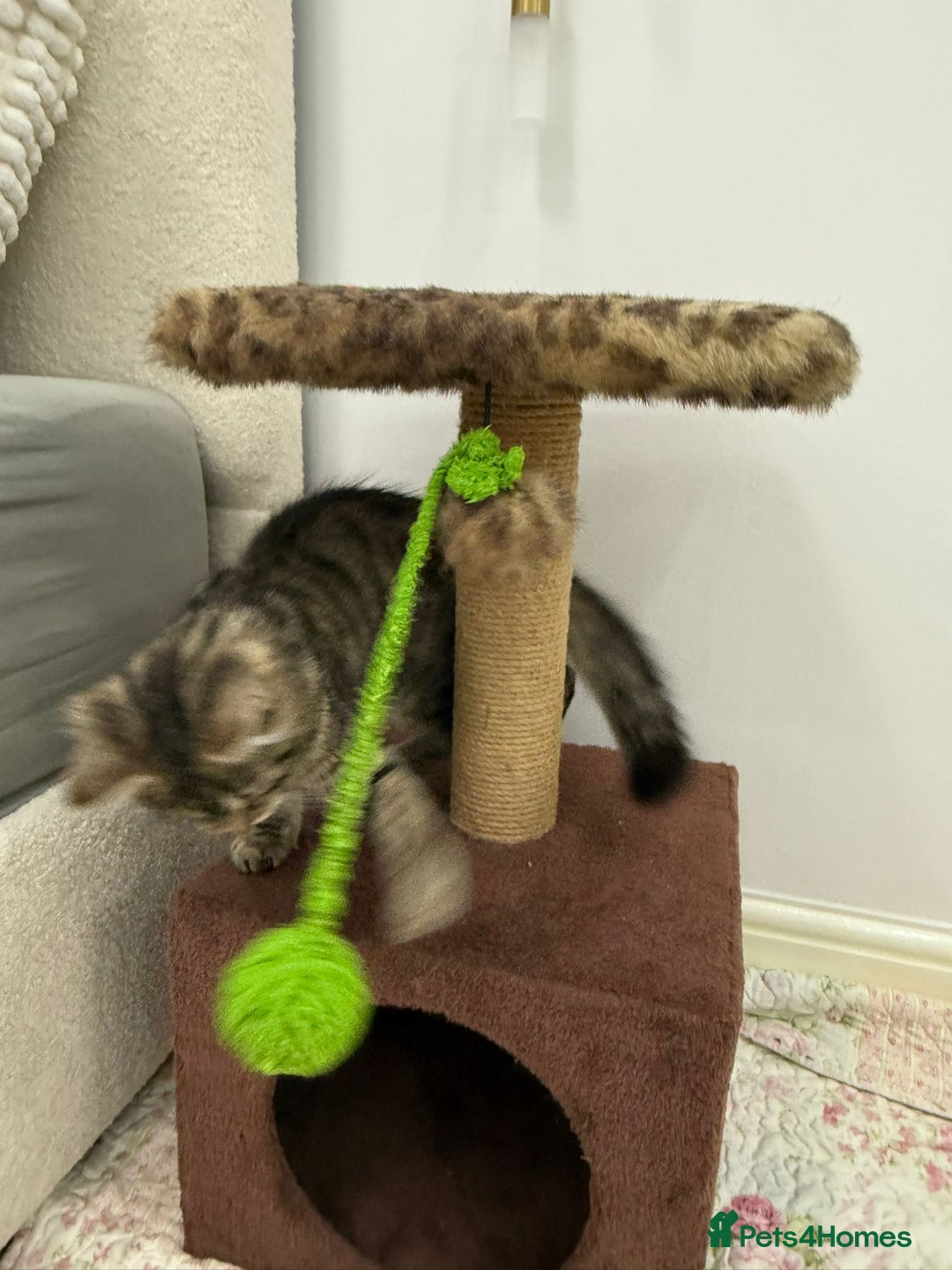 Mixed Breed cats for sale: Kitten for sale - Image 5