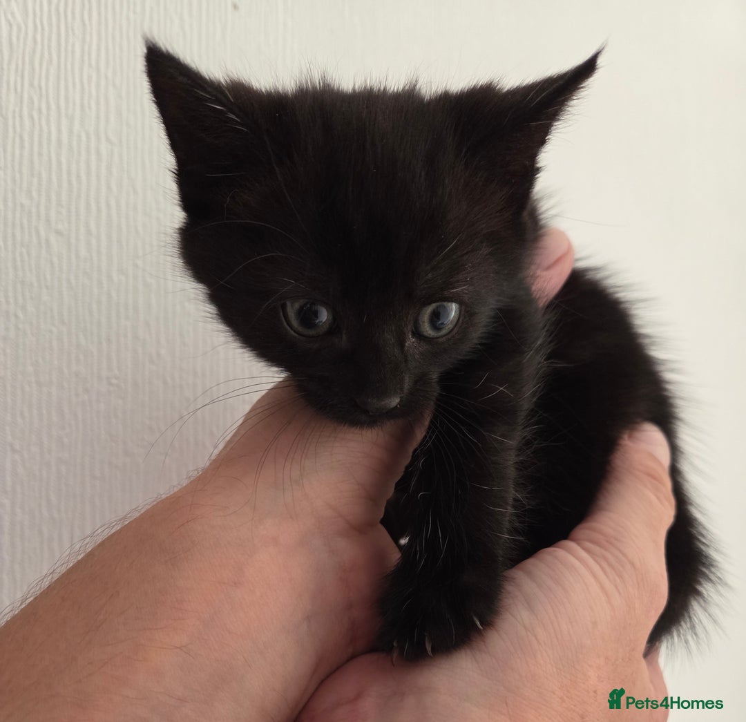 Mixed Breed cats for sale: Mix Bread Kittens - Image 6
