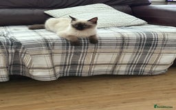 Ragdoll cats for sale: Seal point ragdoll girl GCCF registered - Image 4