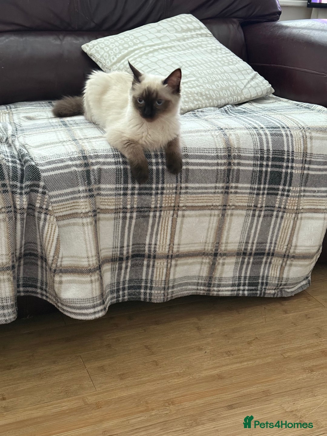 Ragdoll cats for sale: Seal point ragdoll girl GCCF registered - Image 4