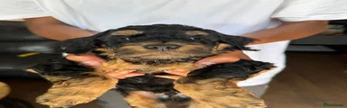 Cockapoo 3