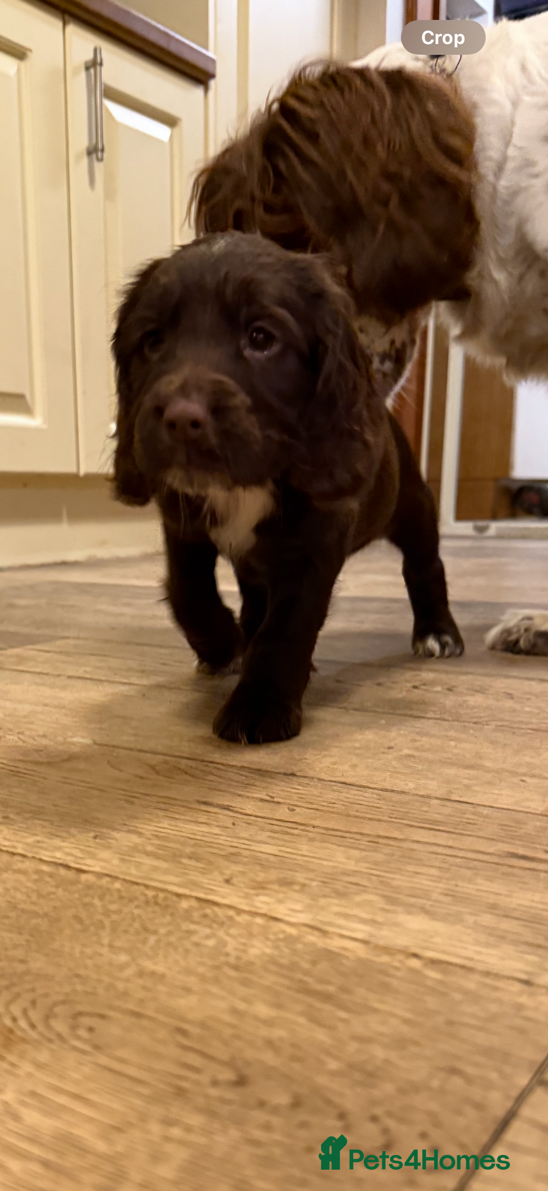 Sprocker dogs for sale: Sprocker puppies  - Image 15