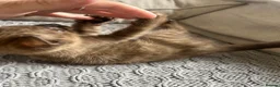 Mixed Breed cats for sale: 🐱 2 male kittens looking for new home 🐱  - Advert 9