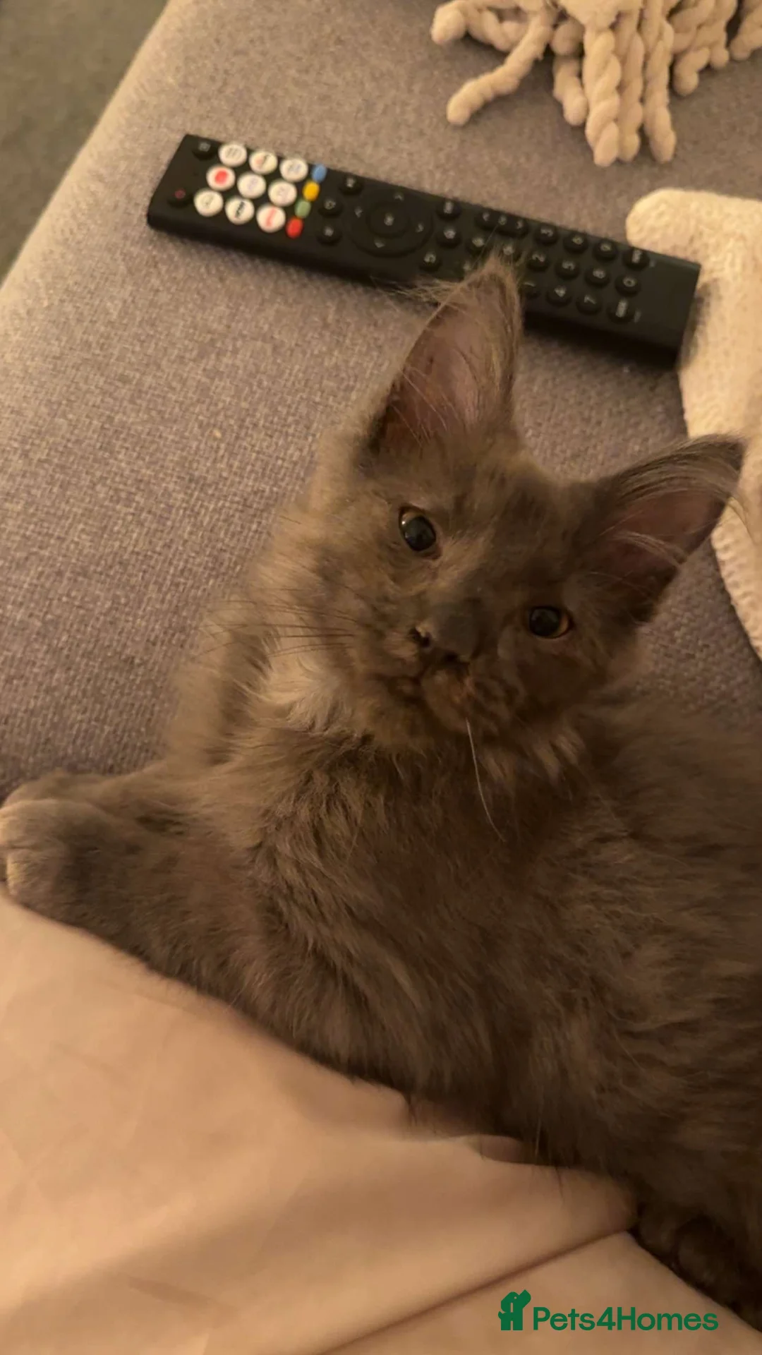 Mixed Breed cats for sale: part Maincoon/ragdoll - Advert 2