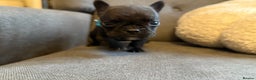 French Bulldog dogs for sale: ✨Stunning Pedigree French Bulldog Puppies✨ - Advert 11