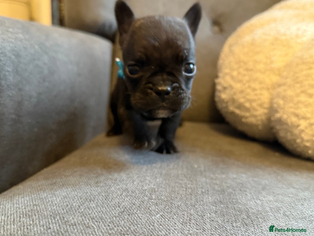French Bulldog dogs for sale: ✨Stunning Pedigree French Bulldog Puppies✨ - Advert 17