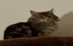 Maine Coon cats for sale: TICA Splendid Maine Coon  - Image 12