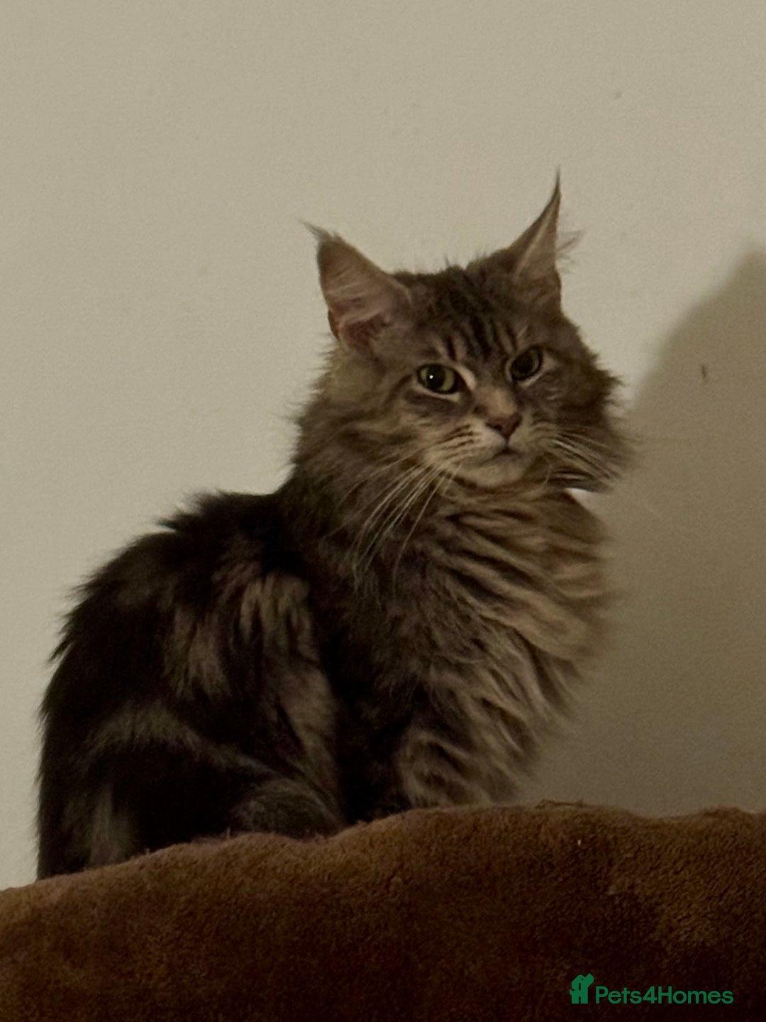 Maine Coon cats for sale: TICA Splendid Maine Coon  - Image 12