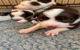 Border Collie dogs for stud: Stunning red working collie health tested proven in Dunblane - Image 2