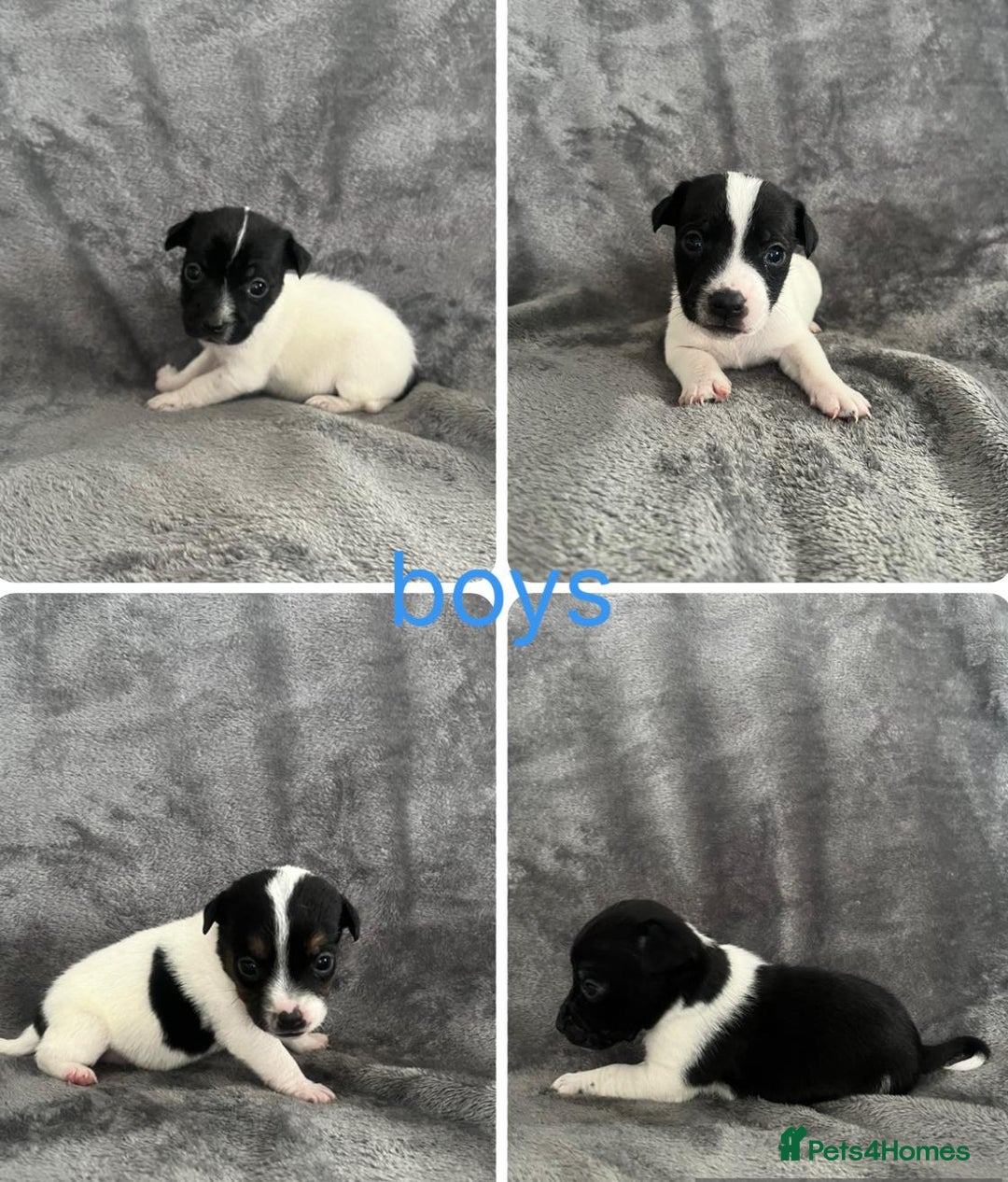 Jack Russell dogs for sale: 7 jack Russel puppies  - Image 3
