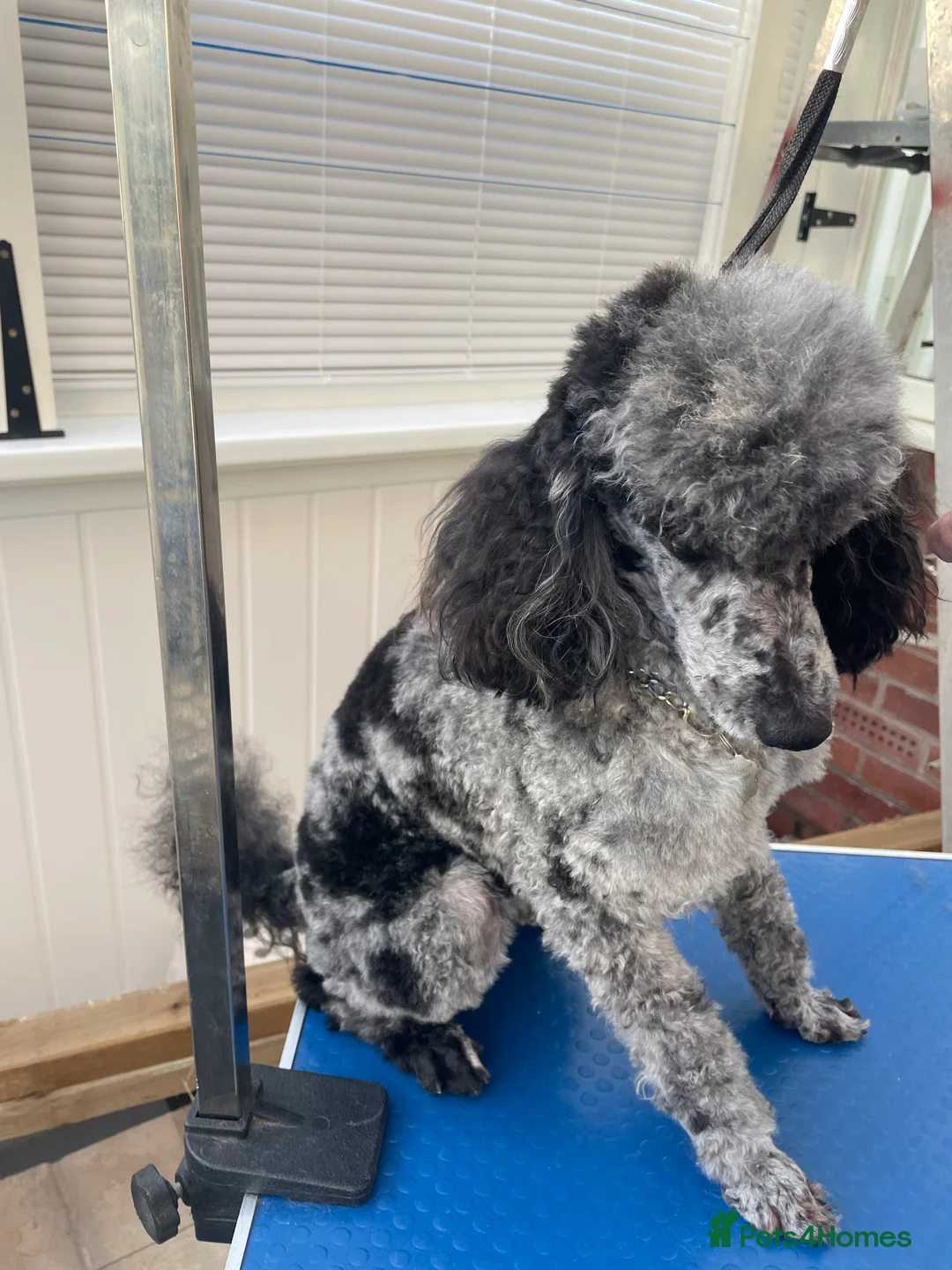 Toy Poodle dogs for stud: Merle poodle stud in Wakefield - Advert 7