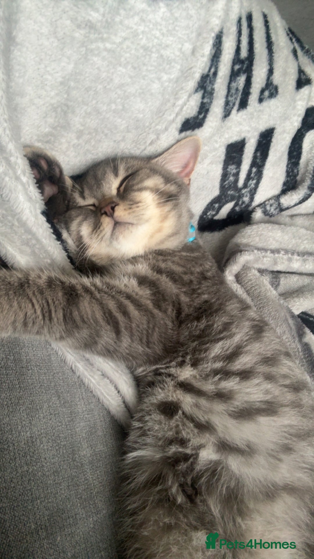 British Shorthair cats for sale: British shorthair boy  - Advert 5