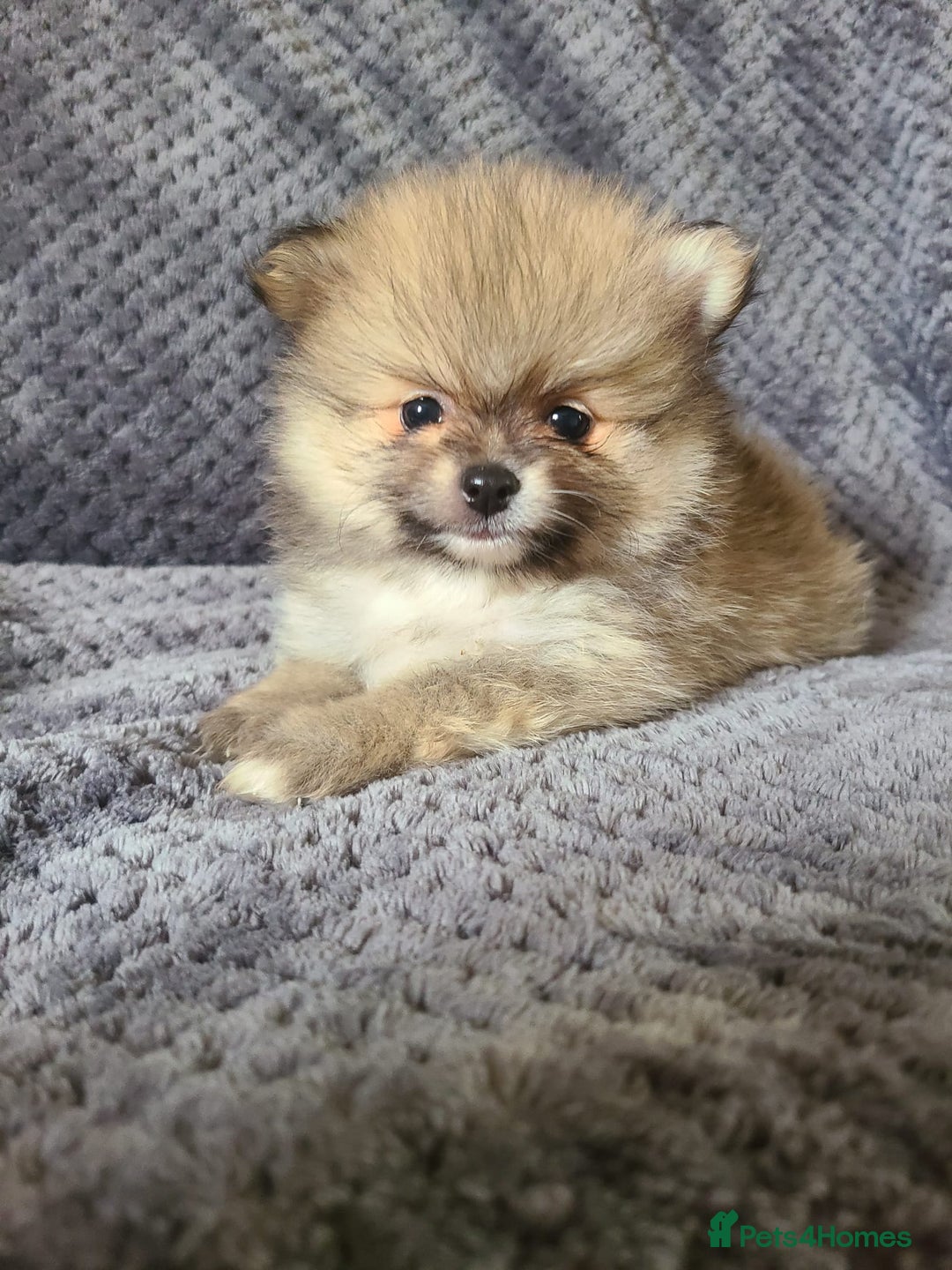 Pomeranian dogs for sale: Gorgeous litter of pomeranian puppies💙💖 - Image 7