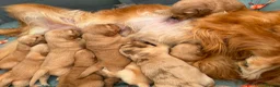 Golden Retriever dogs for sale: PERFECT LITTER KC REG HEALTH TESTED GOLDENS - Advert 12