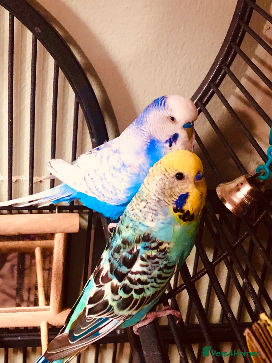 Budgerigars birds for sale: 6 Mixed Colour Male Budgies & Flight Cage - Image 4