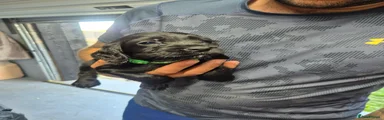 Cocker Spaniel 2